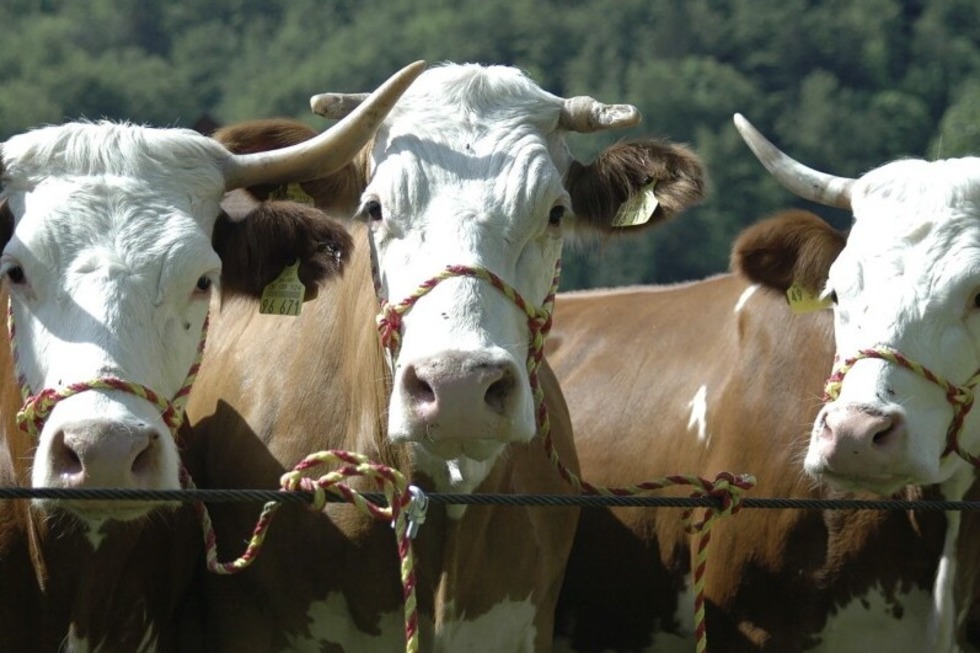 Groer Festtag mit beeindruckender Tierschau - Badische Zeitung TICKET