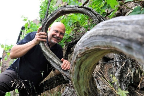 Groe Weinbergwanderung - &#8222;5 km - 6 Weine Tour&#8220; mit dem Winzer in 4h zum &#8222;Goldenen Wagen&#8220; - Radebeul - 25.05.2025 10:30