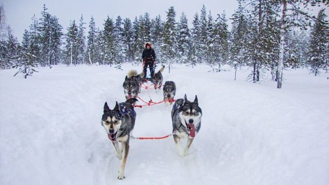 Abenteuer Arktis. Auf Nordlandfahrt durch Grnland, Kanada und Finnland. - Live-Multivision - Rostock - 23.03.2025 17:00