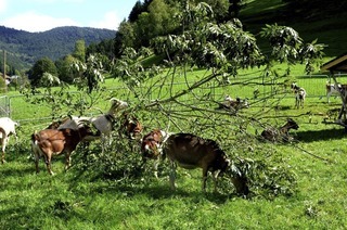 In Elzach wird das sechste Geienfest gefeiert