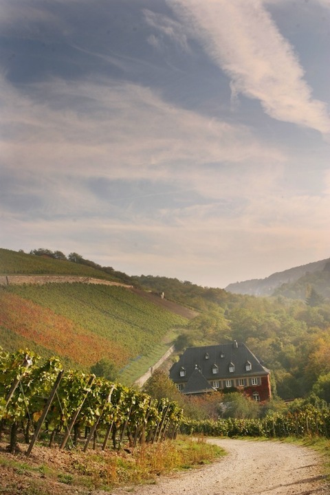 Hllenberg Rauschen - Tage des offenen Rotweinkellers - Weinbergsfhrung durch den Hllenberg - Rdesheim am Rhein - 17.11.2024 15:00