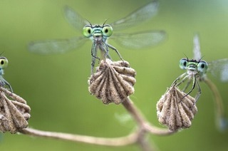 Im Waldhaus wird eine neue Ausstellung "Facettenreiche Insekten" erffnet