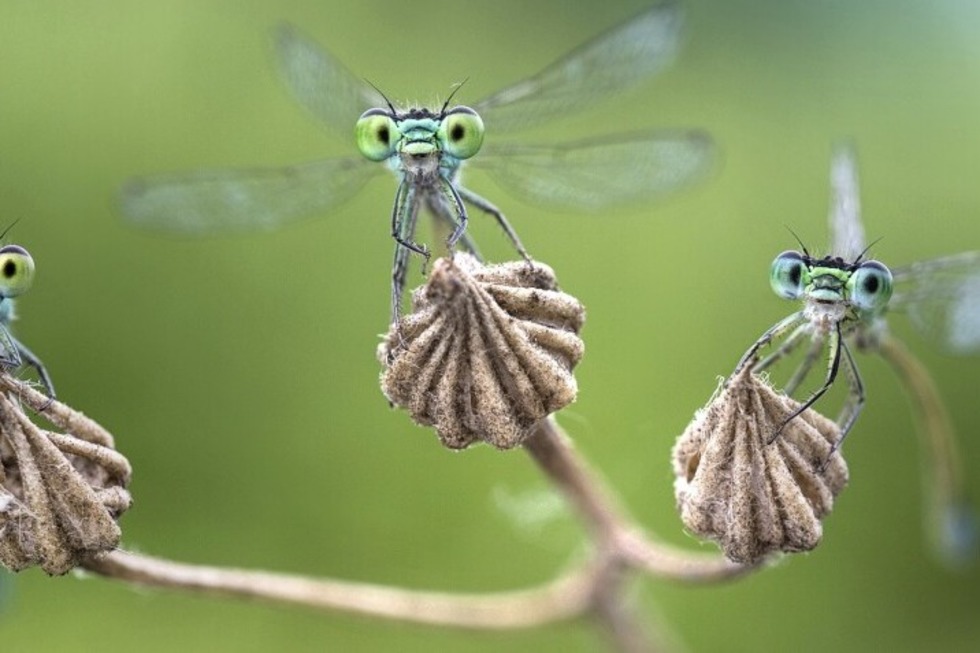 Im Waldhaus wird eine neue Ausstellung "Facettenreiche Insekten" erffnet - Badische Zeitung TICKET