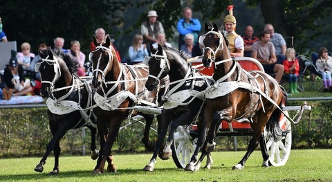 Neustdter Hengstparade 2025 - 3. Hengstparade - Neustadt (Dosse) - 27.09.2025 13:00