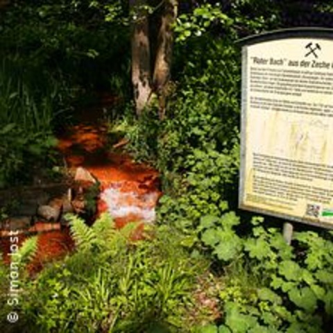 Botanischer Garten Rombergpark - DORTMUND - 07.09.2025 11:00