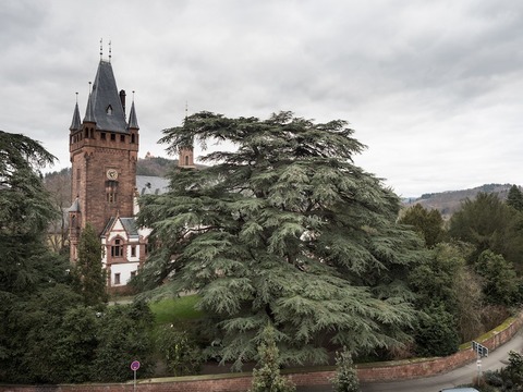 Die Brder Hirsch - Mit allen Fasern des Herzens an der Heimat hngend - Weinheim - 17.08.2025 19:30