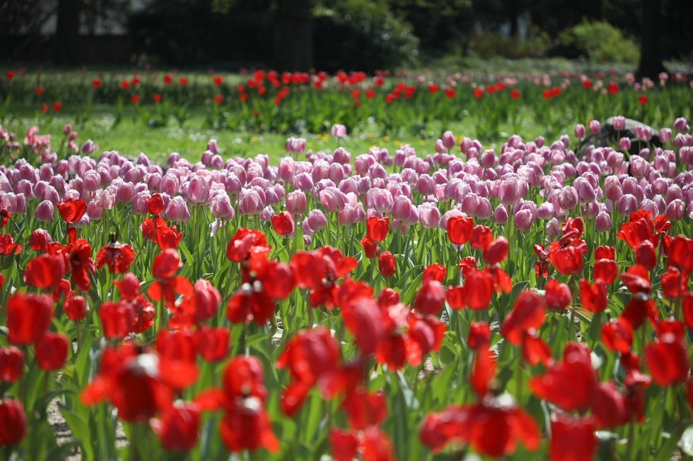 Stadtpark - Lahr