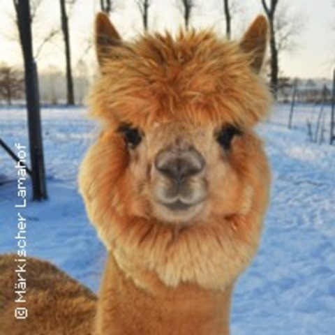 Glhweinwanderung mit Lamas und Alpakas - MITTENWALDE OT SCHENKENDORF - 02.03.2025 13:00