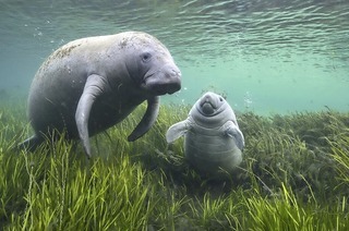 "Wildlife Photographer of the Year" im Naturhistorischen Museum Basel