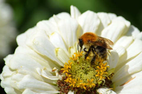 &#8222;Die Welt der Bienen&#8220; - Bad Bevensen - 21.08.2025 10:00