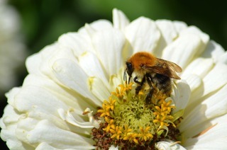 &#8222;Die Welt der Bienen&#8220;