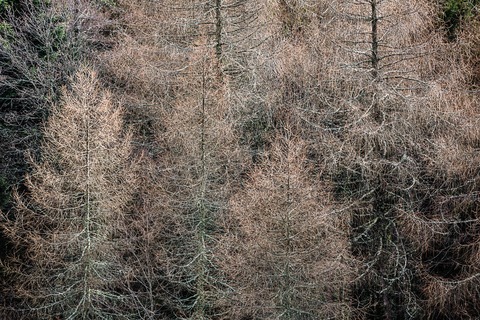 Vernissage: Lutz Scherer &#8211; Wald vor lauter Bumen | Fotografie - Merzhausen - 06.12.2024 19:00