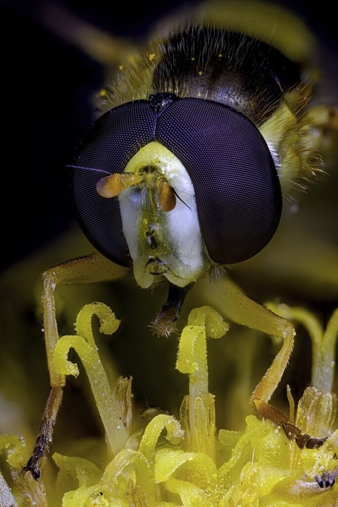 "Faszination Insekten - Technik und sthetik der Makrofotografie " von Thomas Schwab in Steinen - Badische Zeitung TICKET