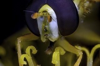 "Faszination Insekten - Technik und sthetik der Makrofotografie " von Thomas Schwab in Steinen