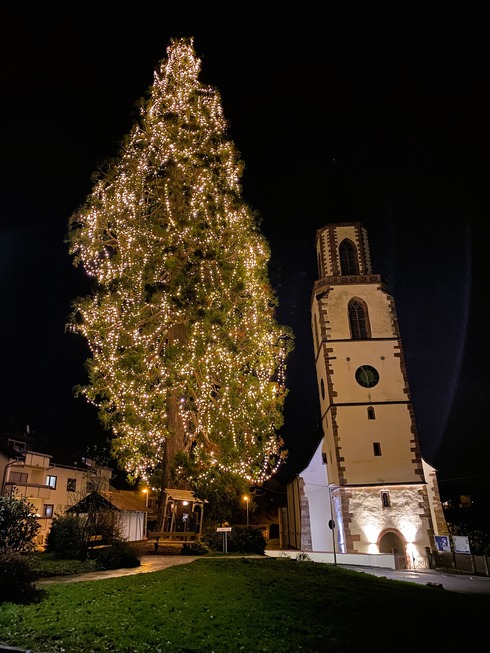 Mammutbaum (Eichsel) - Rheinfelden