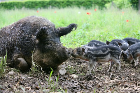 Wollschwein und Auerhahn - Augst - 09.04.2025 14:00