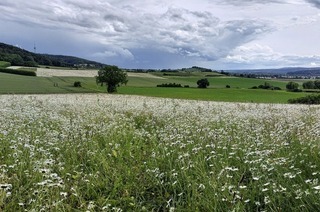 Eine sozial-kologische Perspektive auf die Landwirtschaft gibt Tobias Plieninger im Hrsaal der Zoologie