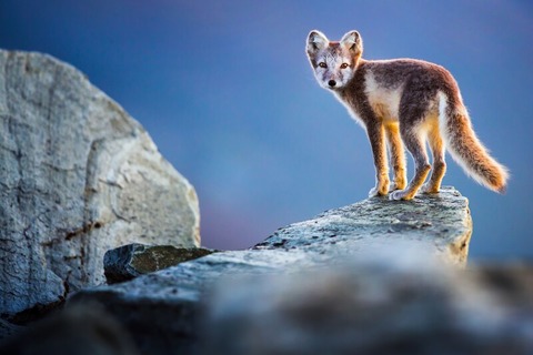 Skandinavien - unberhrte Wildnis - Zingst - 25.05.2025 20:00