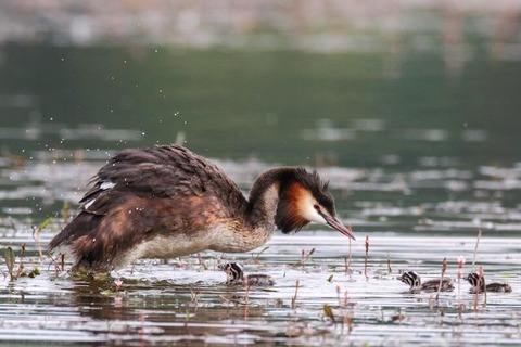 Kraniche, Seeadler & andere Kstenvgel - Bresewitz - 14.06.2025 14:00