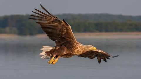Faszination Seeadler - Zingst - 09.09.2025 11:00