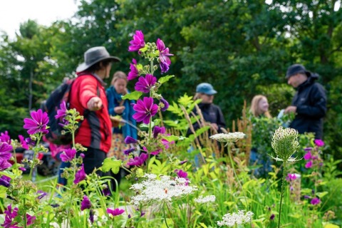 Wildkruterfhrung - Ostseeheilbad Zingst - 14.05.2025 10:00