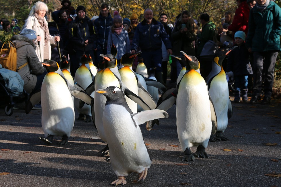 Pinguinspaziergang im Zoo Basel - Basel