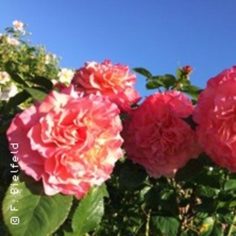 Rosen aus dem Sden - HAMBURG - 20.06.2025 19:00