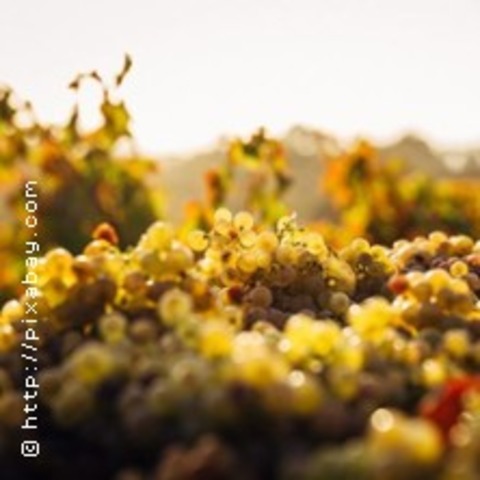 Weinseminar Grundlagen 1 - Einsteiger - HAMBURG - 20.06.2025 19:00