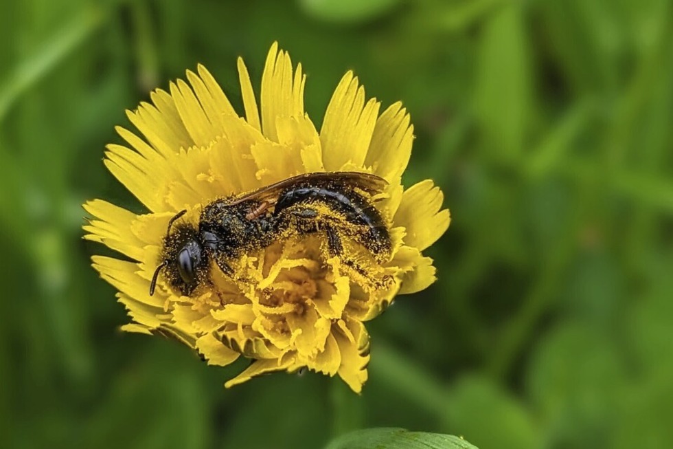 "Forum Blhender Naturpark" im Kurhaus Hinterzarten - Badische Zeitung TICKET