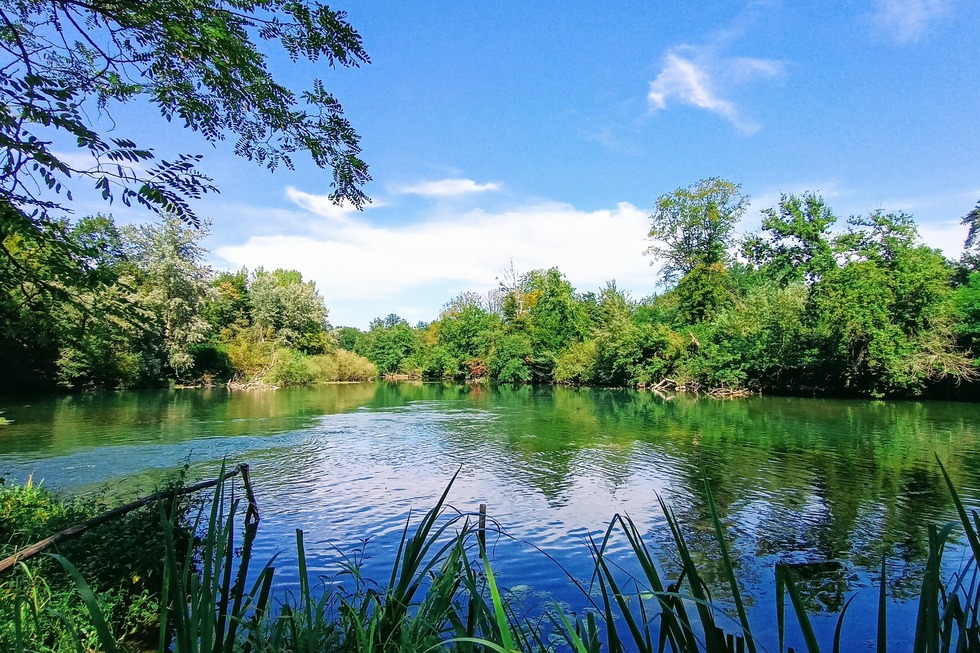 Naturschutzgebiet Taubergieen - Rheinau