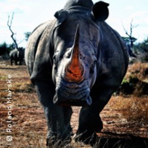 Sdafrika - Vom Kap zum Krger - Minden - 12.11.2025 19:00