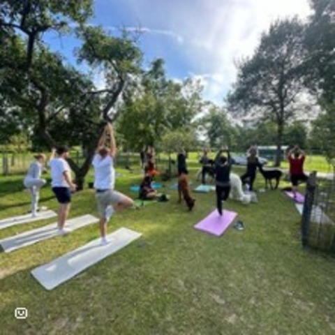 Wein-Yoga zwischen Alpakas - MNSTER - 15.06.2025 12:30