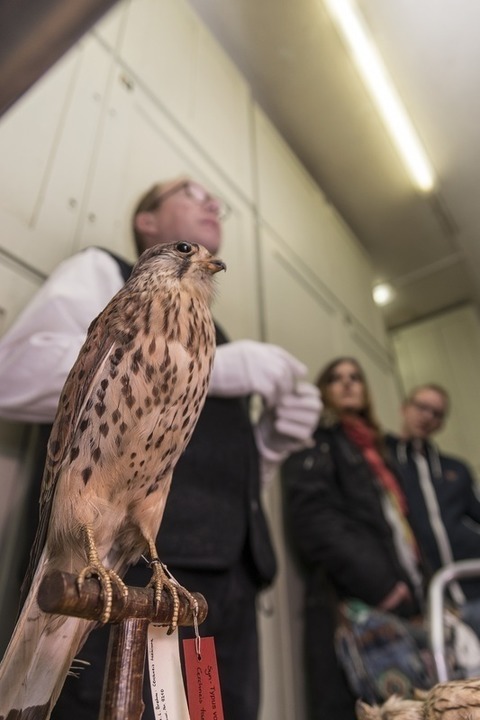 Chefvisite im Vogelkundemuseum - Halberstadt - 15.11.2025 11:00