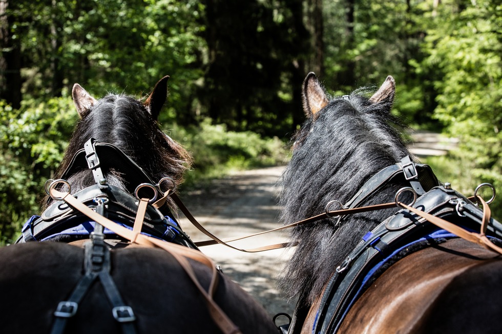 Kutschfahrten in Breitnau - Breitnau