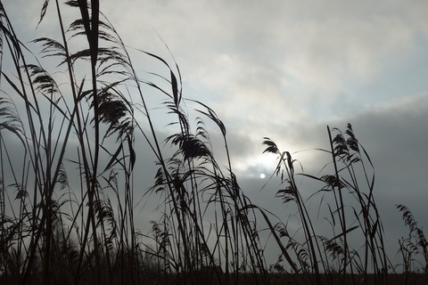 Lesung: &#8222;Du aber bist der Hafen...&#8220; - Ein literarischer Abend zu Mascha Kalko - Ostseebad Ahrenshoop - 07.08.2025 19:00