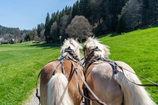 Kutschfahrten Bartleshof