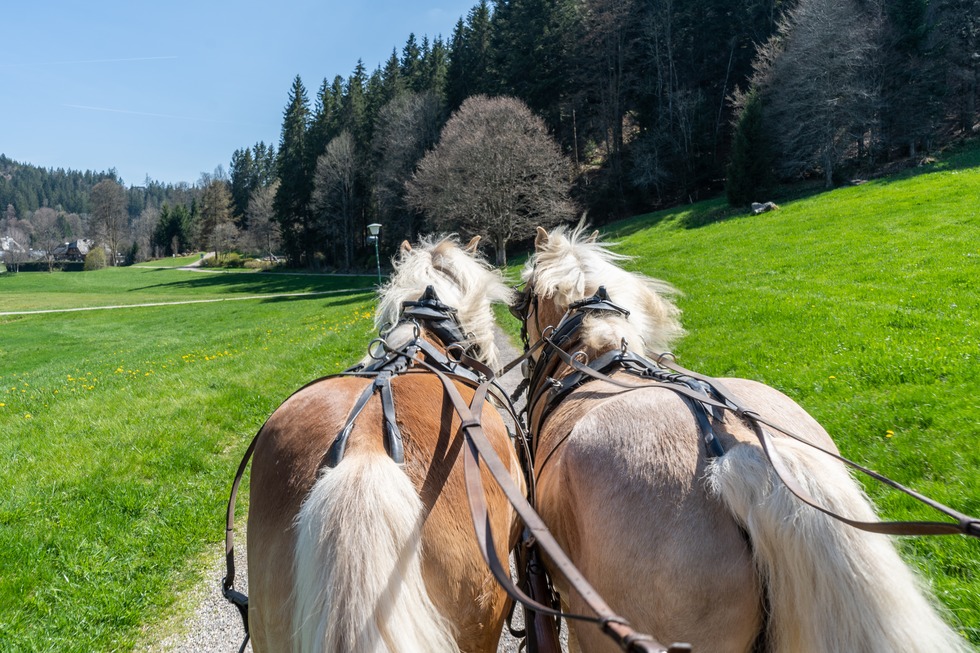 Kutschfahrten Bartleshof - Hinterzarten