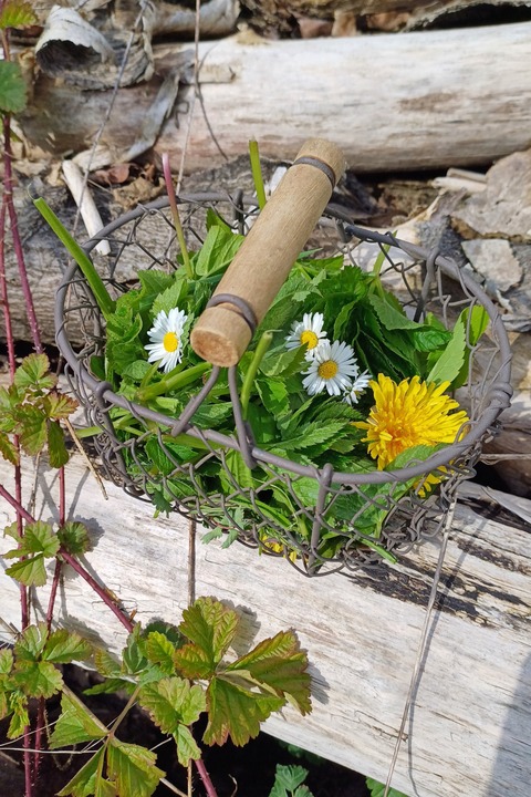 Erlebnistour &#8222;Kruterwanderung&#8220; - Hennigsdorf - 17.05.2025 11:00