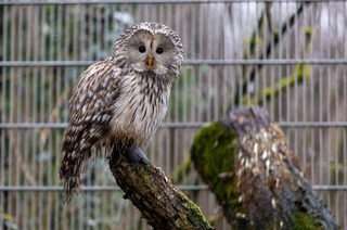 Waldkircher Schwarzwaldzoo chzt unter steigenden Kosten