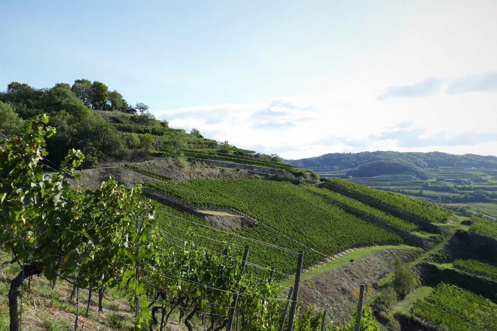 Schlossberg (Achkarren) - Vogtsburg