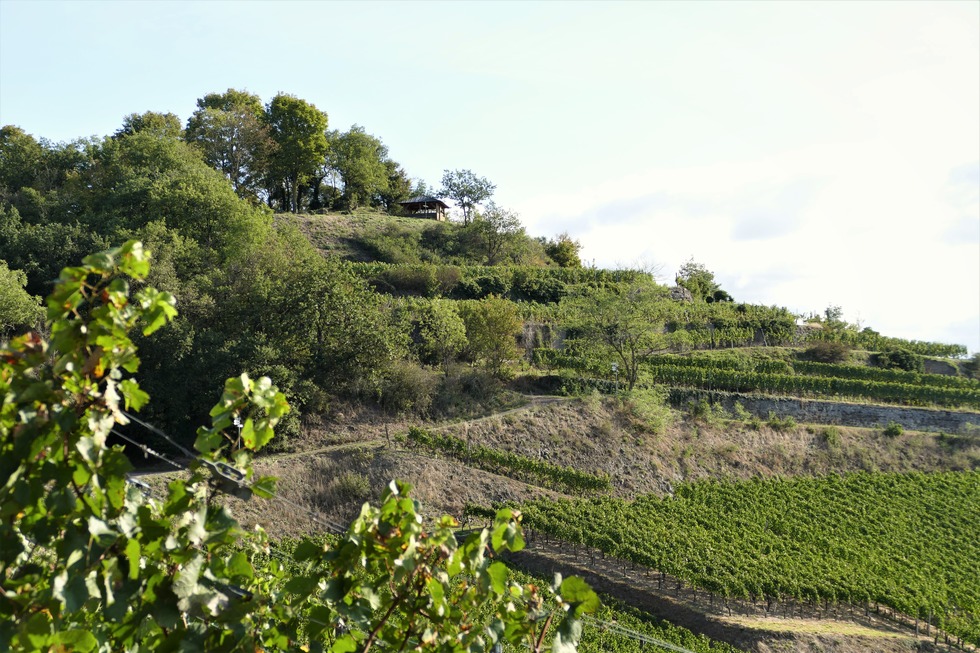 Schlossberg (Achkarren) - Vogtsburg