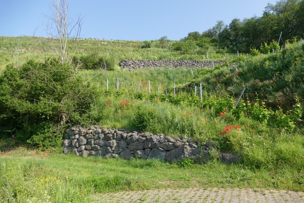 Schneckenberg (Achkarren) - Vogtsburg