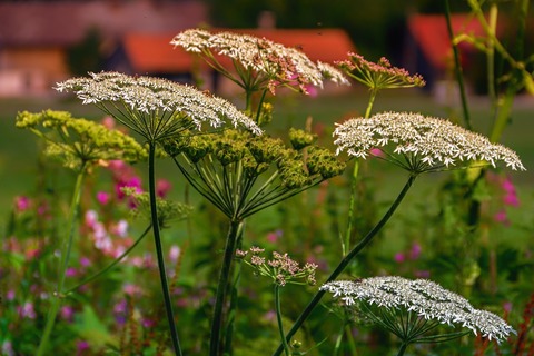 Kruterwanderung &#8222;Besuch bei Mutter Erde&#8220; - Halberstadt - 18.07.2025 16:00