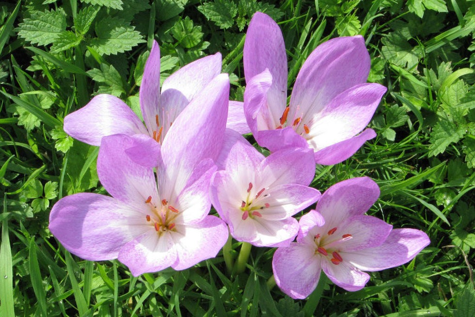 Forstliches Arboretum Liliental - Ihringen