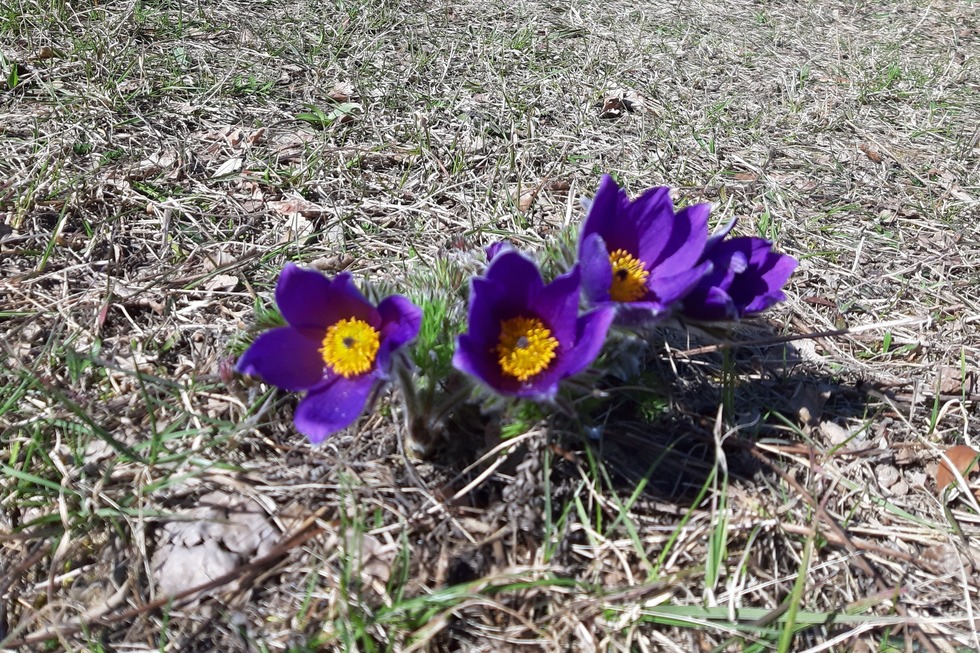 Forstliches Arboretum Liliental - Ihringen