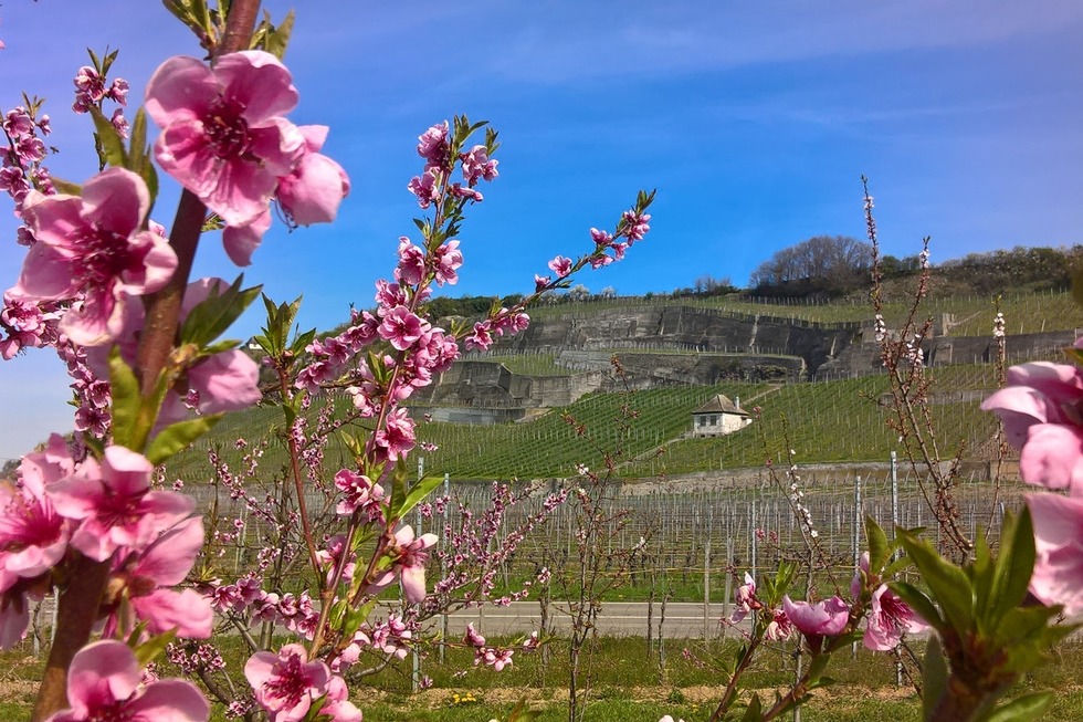 Vulkanfelsgarten Winklerberg - Ihringen