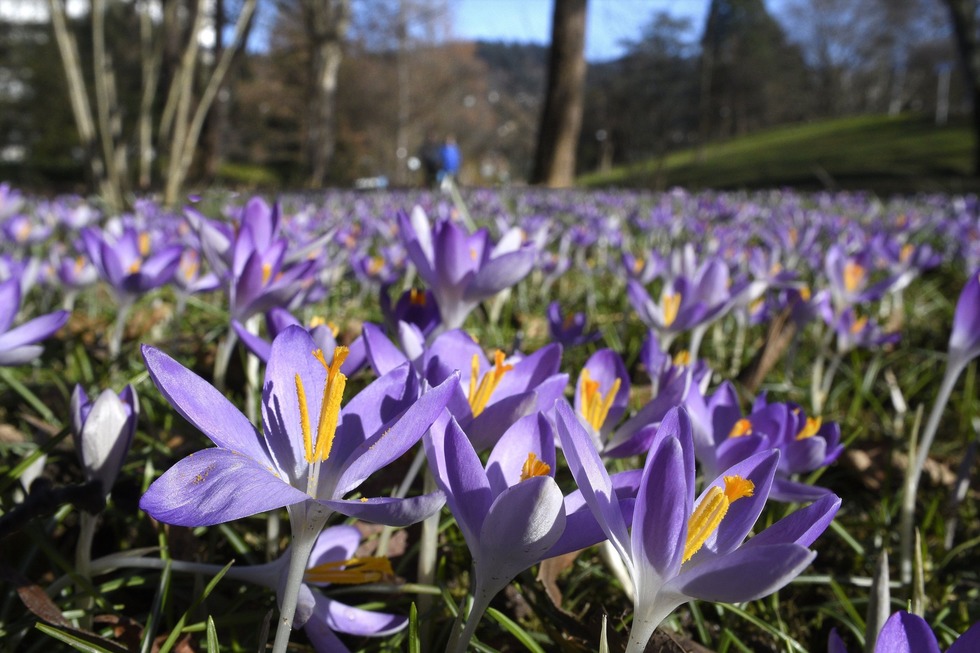 Botanischer Garten - Freiburg