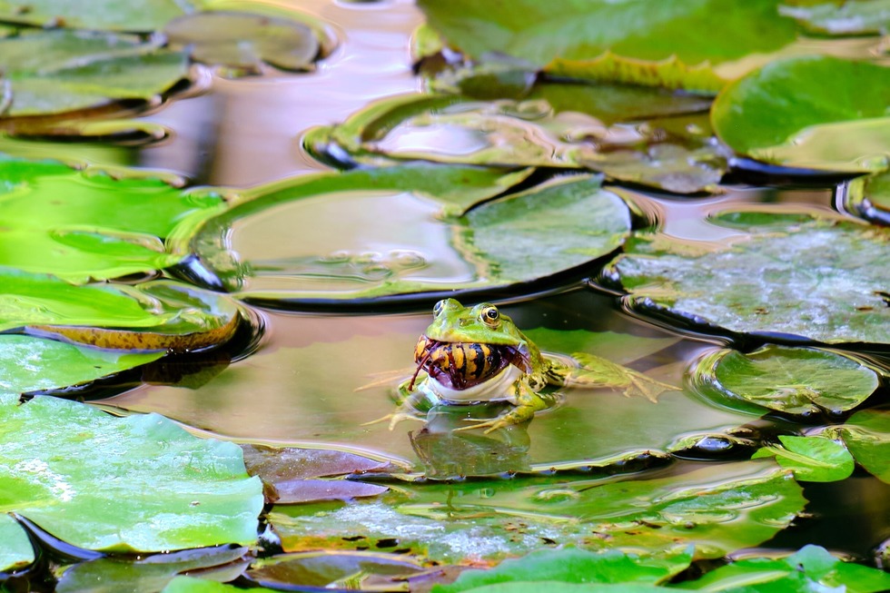 Botanischer Garten - Freiburg