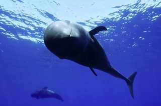 Fnf Kurzfilme der &#8222;International Ocean Film Tour Vol. 11&#8220; werden im Brgerhaus Seepark gezeigt