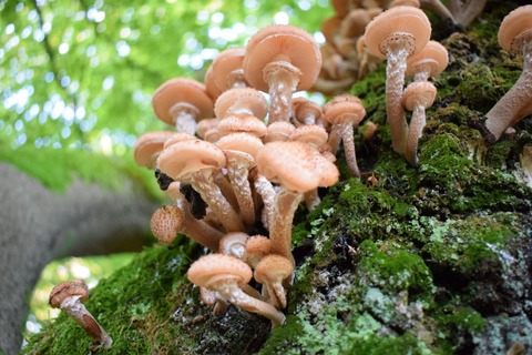Gartengesprch: Streifzug durch die Welt der Pilze - Neuzelle - 31.08.2025 16:00